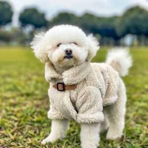 cutest dog breeds in the world