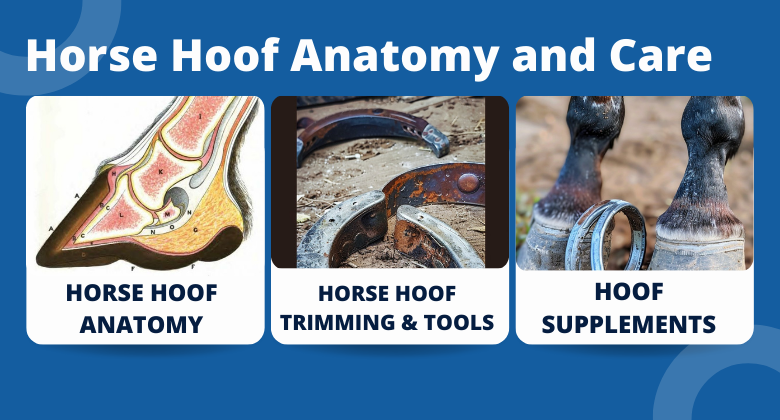 HORSE HOOF ANATOMY AND CARE