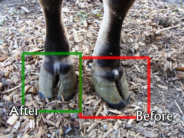 hooves trimming