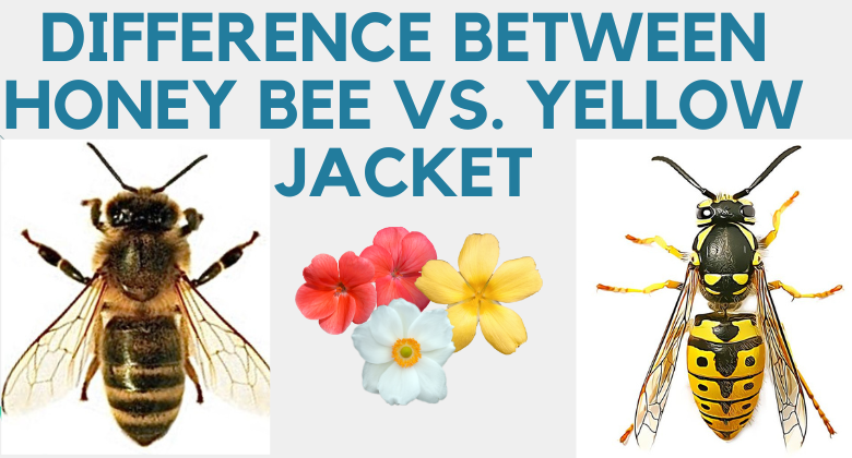 differences between Honey Bee vs. Yellow Jacket