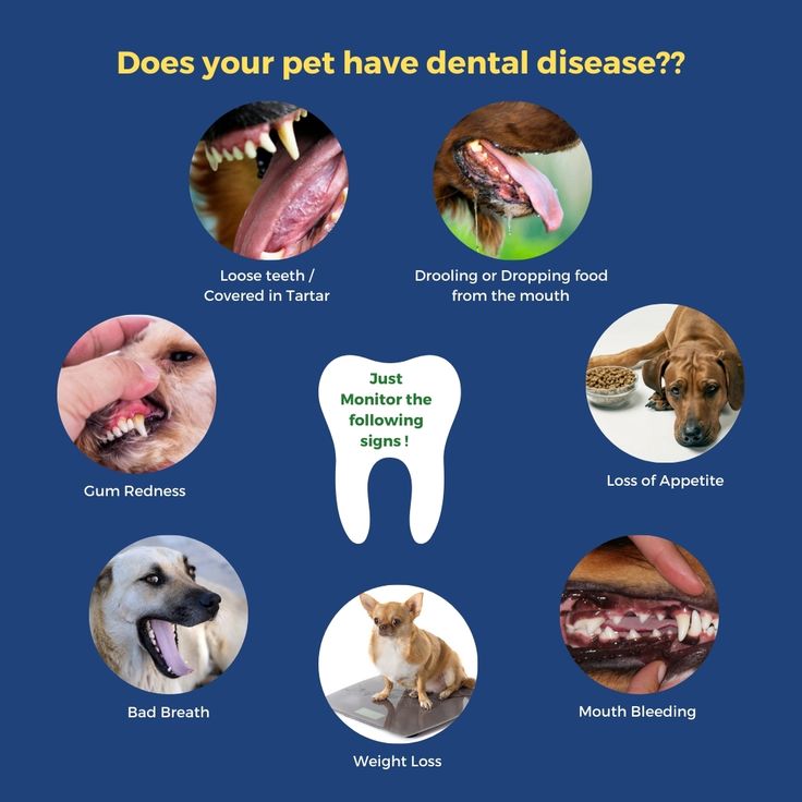 PET DENTAL CARE