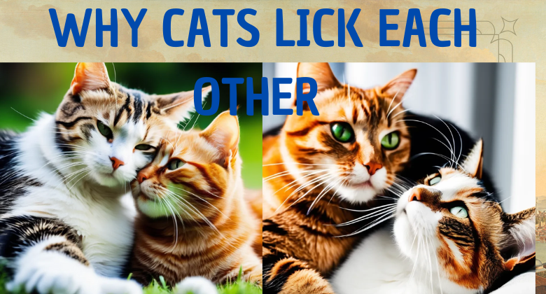 why cats lick each other